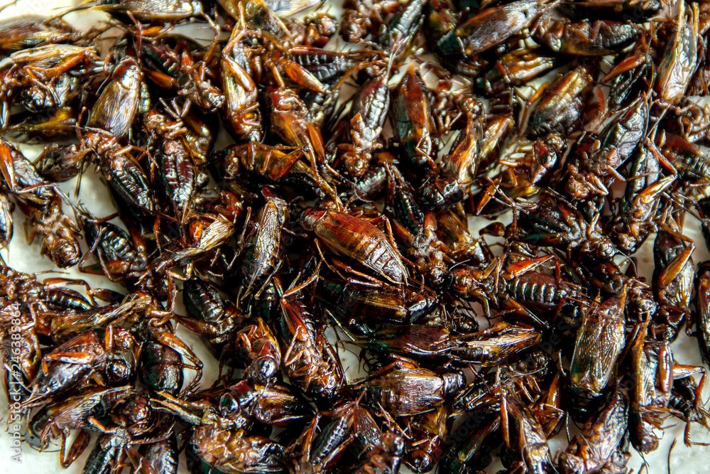 LoveBizarreOdd's tweet photo. Fun fact: A recent study estimated that we eat, on average, 140,000 'bug bits' every year. Mealworm, maggot, and roach pieces are found in everyday foods like coffee grounds, chocolate, and flour. https://t.co/C9LQYLeEPV