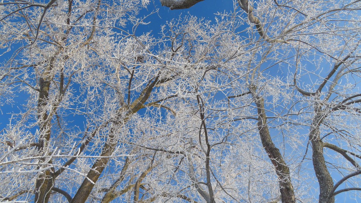 LuKing16's tweet photo. This morning on Bate Island. Is it called rime ice or rime frost? https://t.co/ZhEjlpeii4