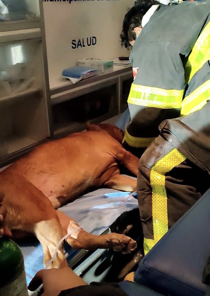 Ayer en el incendio de San Juan de Lurigancho no se dejó ni una vida atrás.

#BomberosPerú