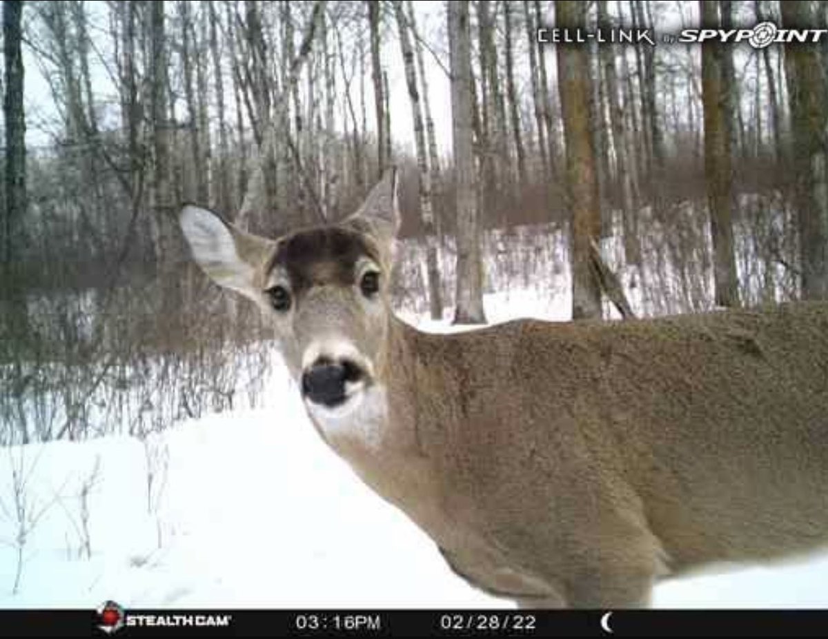 altahunthelp's tweet photo. @SpypointCamera #Celllink Whitetail Helloooooooo 🙃🙂 https://t.co/VN9ZXINXwC