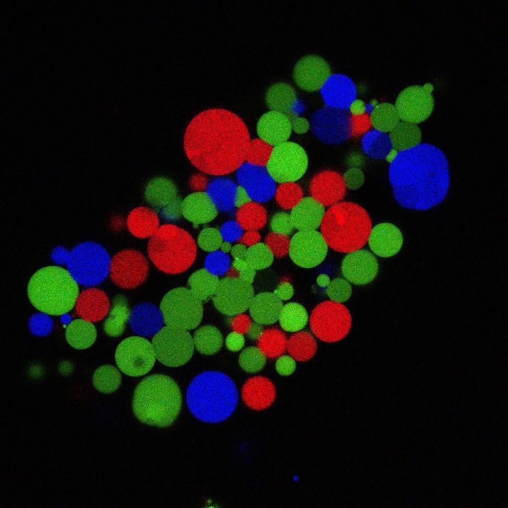 liposomania's tweet image. Artificial cells. Fluorescent proteins were synthesized inside membrane capsules like living cells. #artificialcell #syntheticbiology #buildacell #cellfree #protocell
