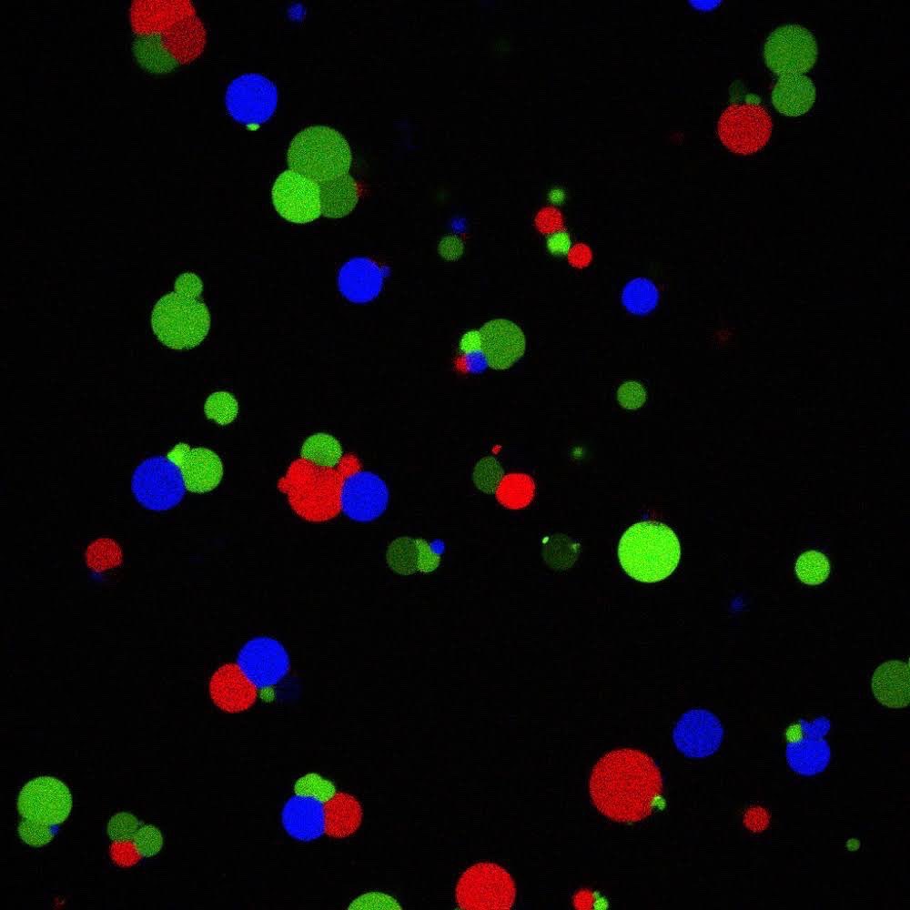 liposomania's tweet image. Artificial cells. Fluorescent proteins were synthesized inside membrane capsules like living cells. #artificialcell #syntheticbiology #buildacell #cellfree #protocell