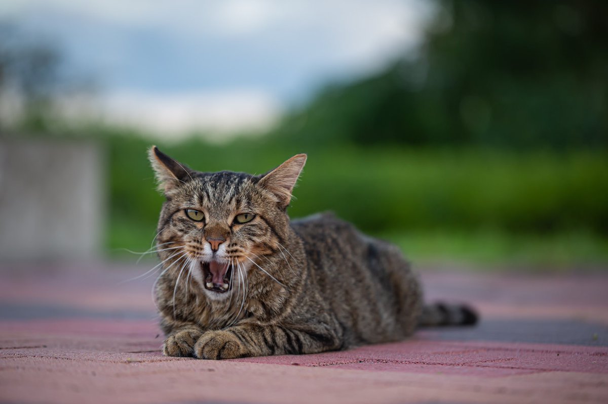 HRS1027's tweet photo. #猫グラフィー
#アドビ
#写真部門 
#野良猫 
近所の公園で会ったワイルドキャット😺 https://t.co/VdQAwcXoFp