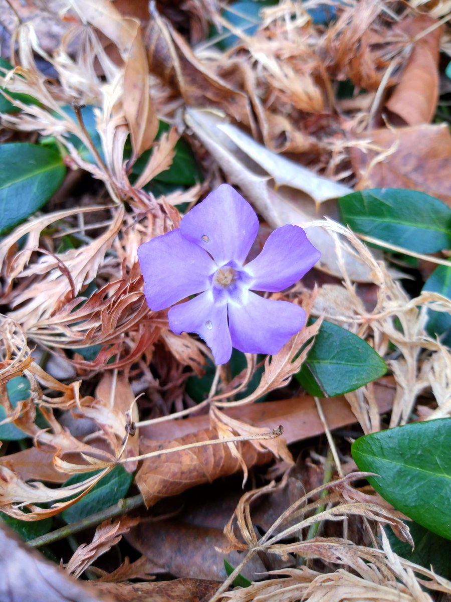 CMKellerWrites's tweet photo. Spring breaking through the detritus of winter. #spring #gardening https://t.co/wRdX617C9I