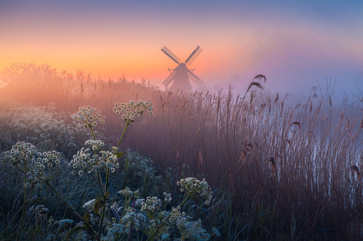 Magical Spring in the Netherlands. My favorite season.