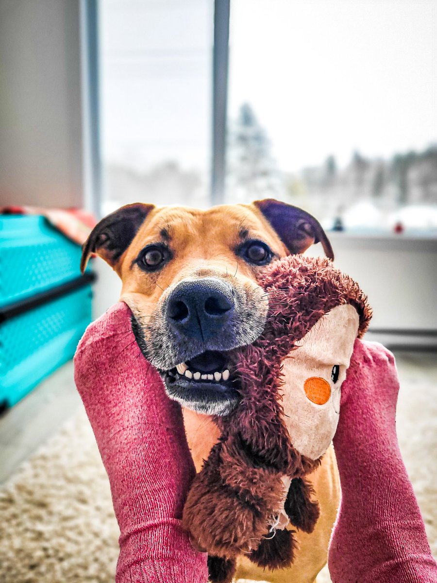 Hurray, it's Friday! Anyone else ready to play?

#dogsoftwitter #twitterdogcommunity