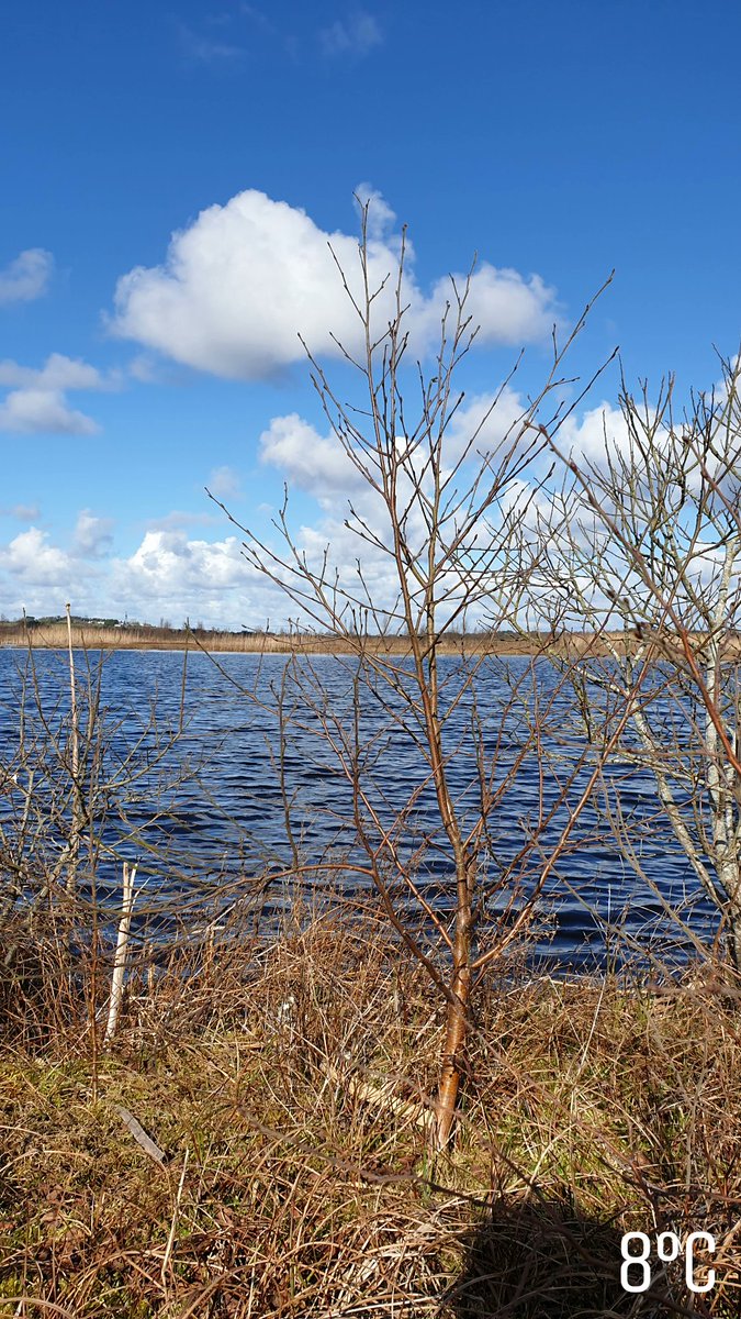richa_marwaha's tweet photo. A beautiful sunny day π for fieldwork at Cavemount, Co Offaly (rehabilitation bog site) for vegetation mapping as part of @TerrainAI with @matts20000 π°π #terrainai #PeatTwitter #peatlandsmatter https://t.co/MfgjTRsEkq