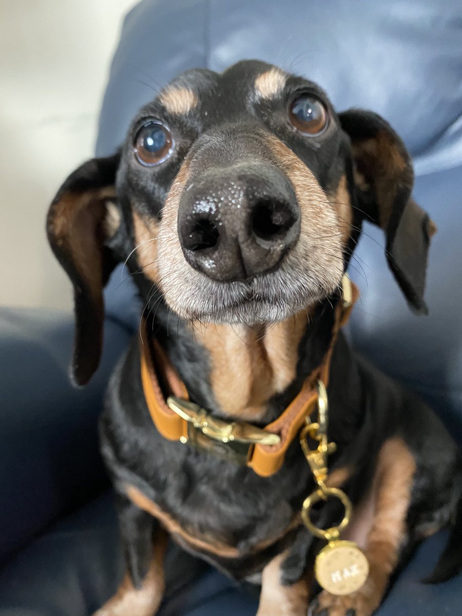 Maxi Pad tweet media