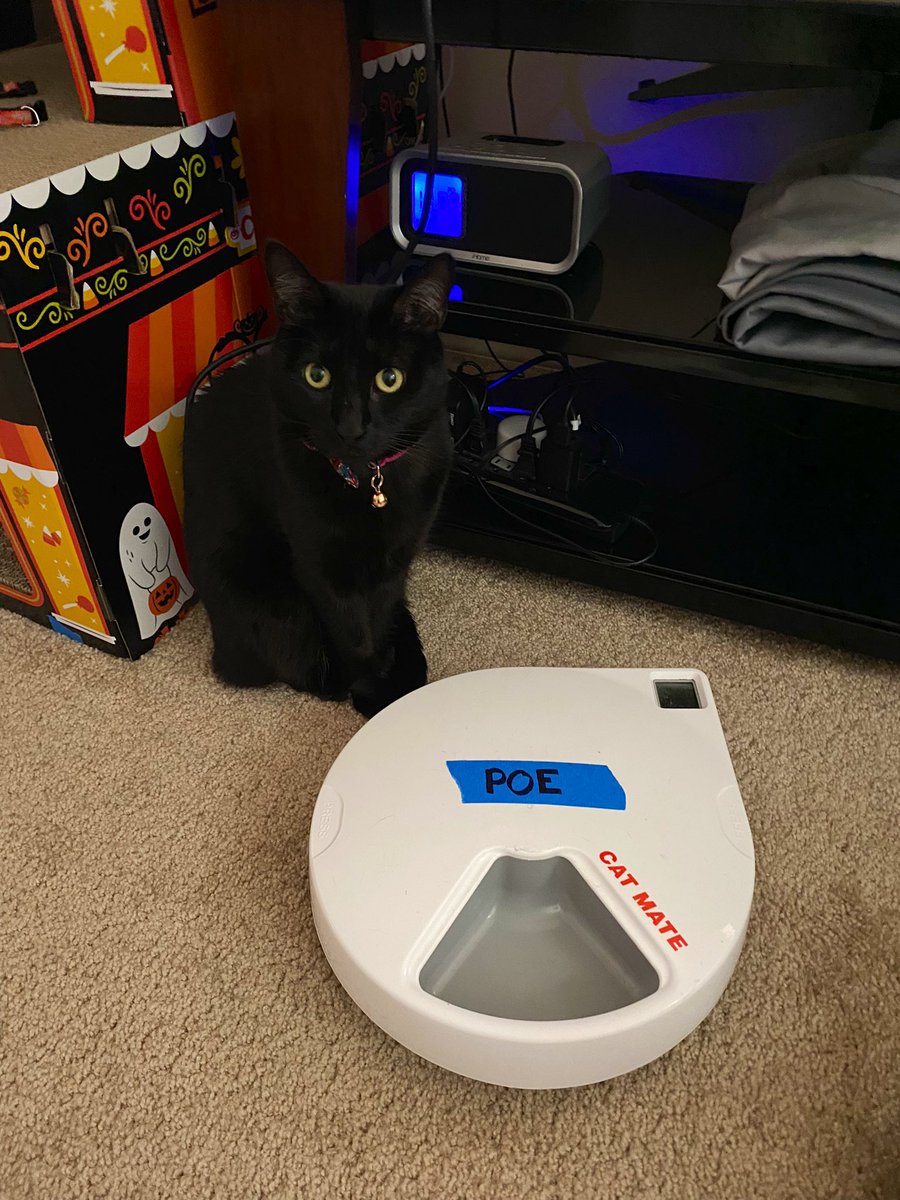 soshimshi's tweet photo. SOMEONE managed to break into his automatic feeder and ate ALL his allotted food for the day in one sitting while SOMEONE ELSE sat idly by and watched https://t.co/3XNLqx1glO