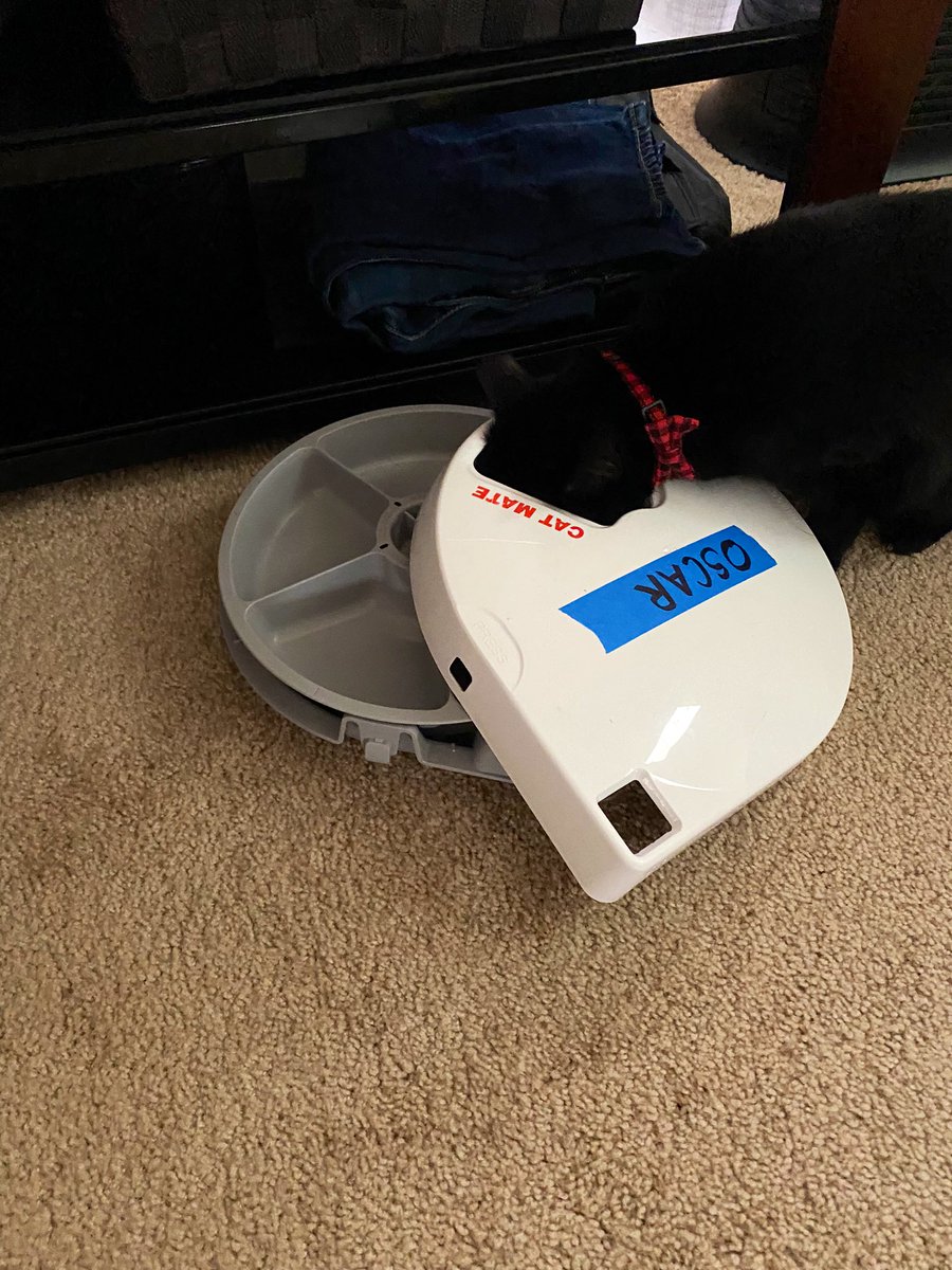 soshimshi's tweet photo. SOMEONE managed to break into his automatic feeder and ate ALL his allotted food for the day in one sitting while SOMEONE ELSE sat idly by and watched https://t.co/3XNLqx1glO