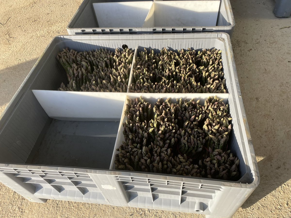 PeyraubeC's tweet photo. Les premières asperges vertes ont été récoltées !! Nous retrouvons, cette année encore, leurs typicités chalossaises !! #aspergesvertes #chalosse @Maisadour @qualitelandes https://t.co/SsvB1Hi5Vn