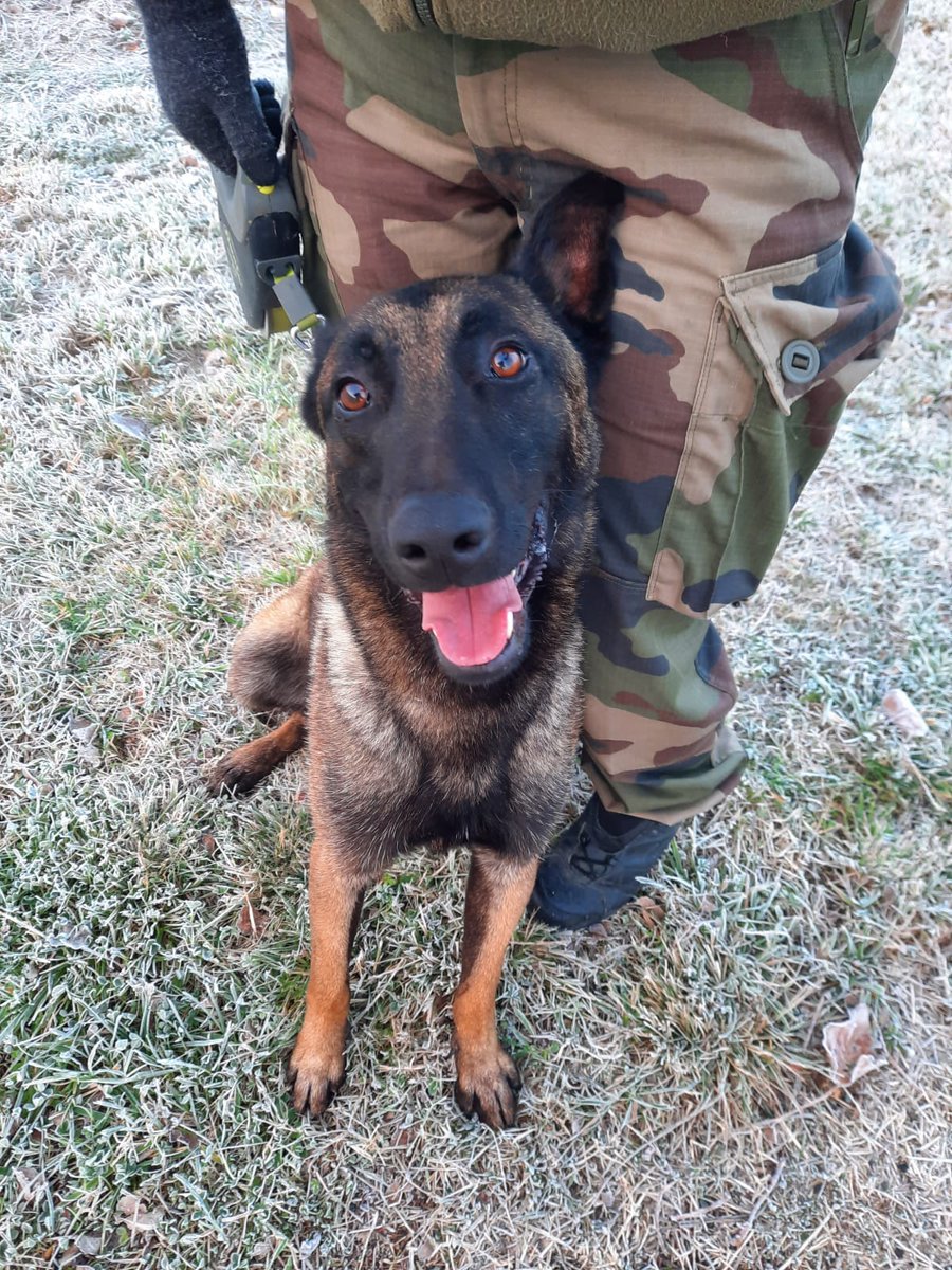 Souvenez vous. Hermès destiné à l'euthanasie avant d'être recueilli par le GIC* de Rochefort.
Il vient de franchir la dernière phase de sélection !

Il suivra au printemps une formation technique "stupéfiants/défense" avant de rejoindre le GGD17.

À Hermès et son maître ! 💪💪💪