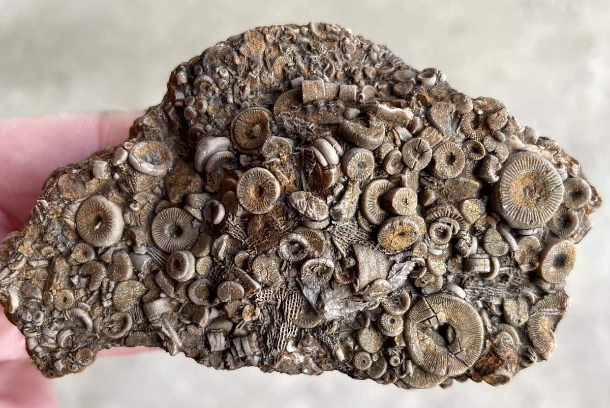 palaeokatie's tweet image. For #FossilFriday here’s some carboniferous crinoidal limestone, some of West Fife’s finest 🖤