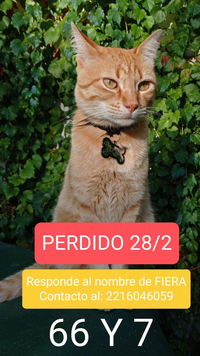 PiVentafridda's tweet photo. 🚨      PERDIDO      🚨
📍Plaza España ( 66 y 7 )
📞 2216046059 

• NO lleva collar 
• Macho, se llama FIERA 
Si pueden RT por si alguien lo vio🤝🏼🙏🏼 https://t.co/3SW0Z6Uycf