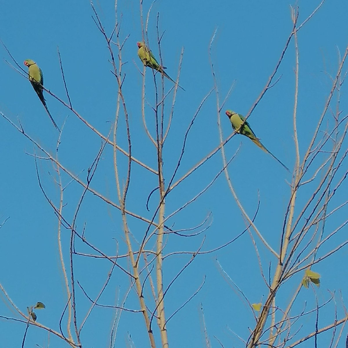 VasviChaudhry's tweet photo. #BirdsPhotography #Parots
PC:@thinkgenome https://t.co/PhjMJBWvGS