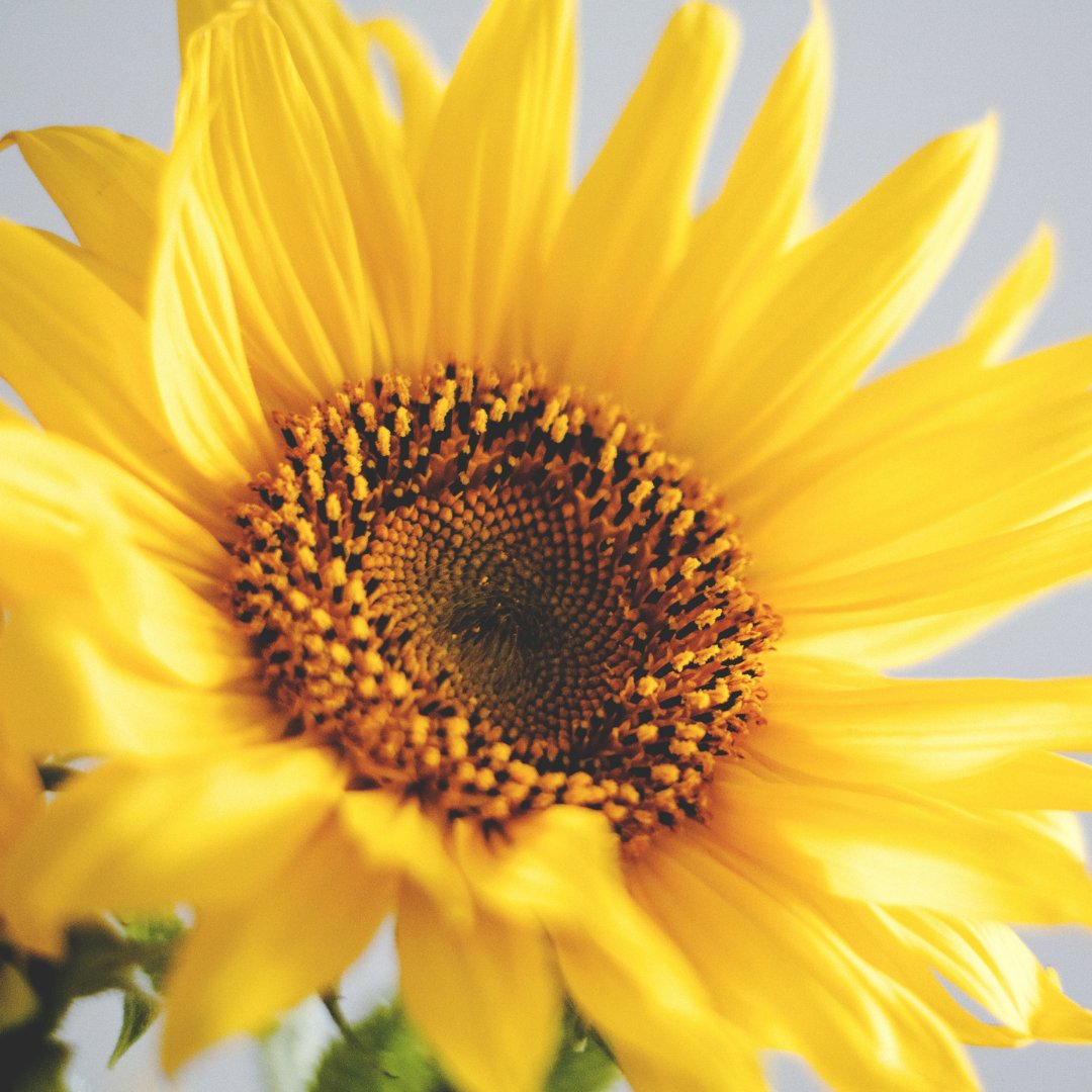 chelseaflowers's tweet image. The Sunflower is Ukraine’s national flower and they’re one of the biggest producers of sunflower oil and seeds. Flood social media with sunflowers in solidarity with Ukrainians
#standwithukraine #chelseaflowers_london #chelseaflowers #chelseaflowerslondon #ukraine #supportukraine