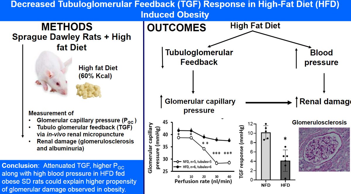 Congratulations <a href="/SumitRa51243775/">Sumit Ranjan Monu</a> 
 !
Decreased tubuloglomerular feedback response in high-fat diet induced #obesity #kidneyInCVD #glomeruli
journals.physiology.org/doi/abs/10.115…