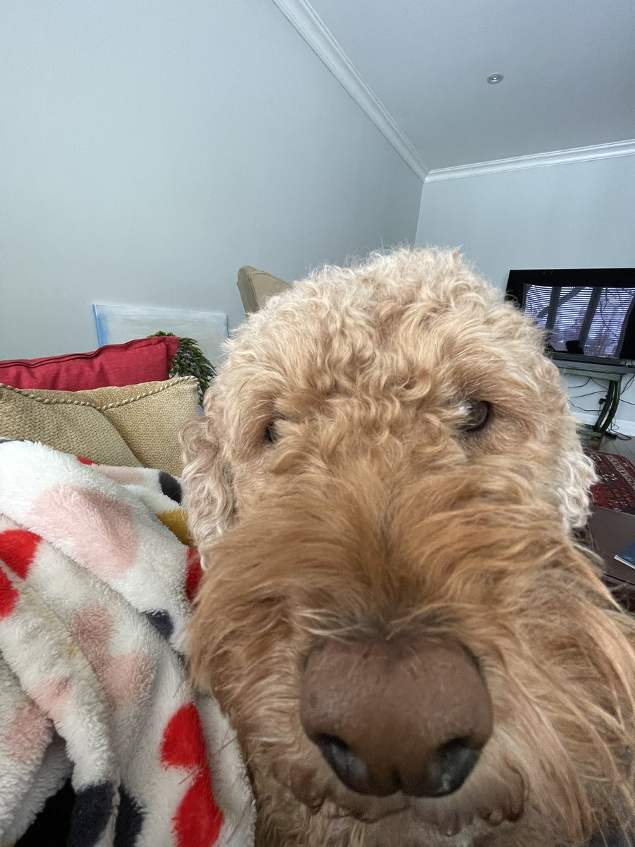 JedCarr6's tweet photo. My dog after barking at a leaf that moved 0.0001 millimetres outside the window and then throwing up on the floor https://t.co/ac0wH2MIGO
