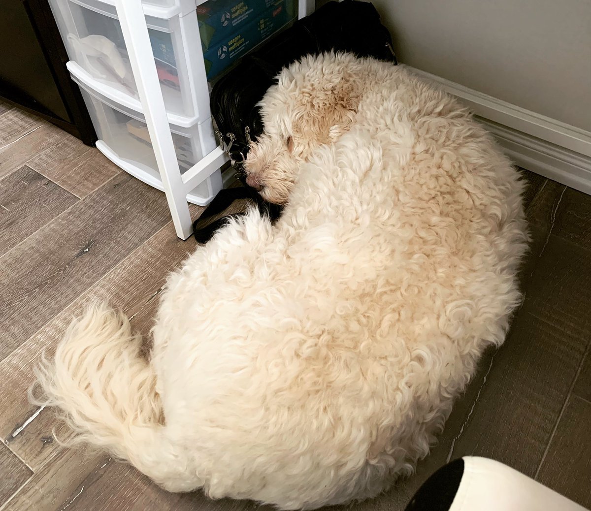 MortgagePace's tweet photo. I think it’s safe to say my assistant is thankful it’s Friday and exhausted from all the phone inquiries about the rate increase and what the future holds.  If you’re looking to get pre approved to lock your rate in give us a call #myassistantisbetterthanyours😜 #ldnont https://t.co/lK0Raz4vxq