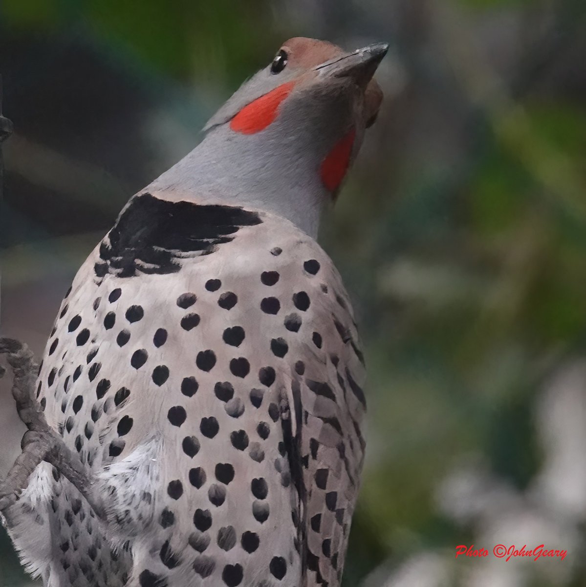 BirdPaddler's tweet photo. #Flickers &amp; #finches &amp; #sparrows, oh my! It's #FlyDay Friday!
The #goldfinches are back in our #Vancouver yard this week, joined by house finches, white-crowned sparrows &amp; northern flickers! #BCBirds #BirdingBC #Birdwatching #BirdFeeding #FlydayFridays #finches #vancouverbirds https://t.co/U2XFfx6tul