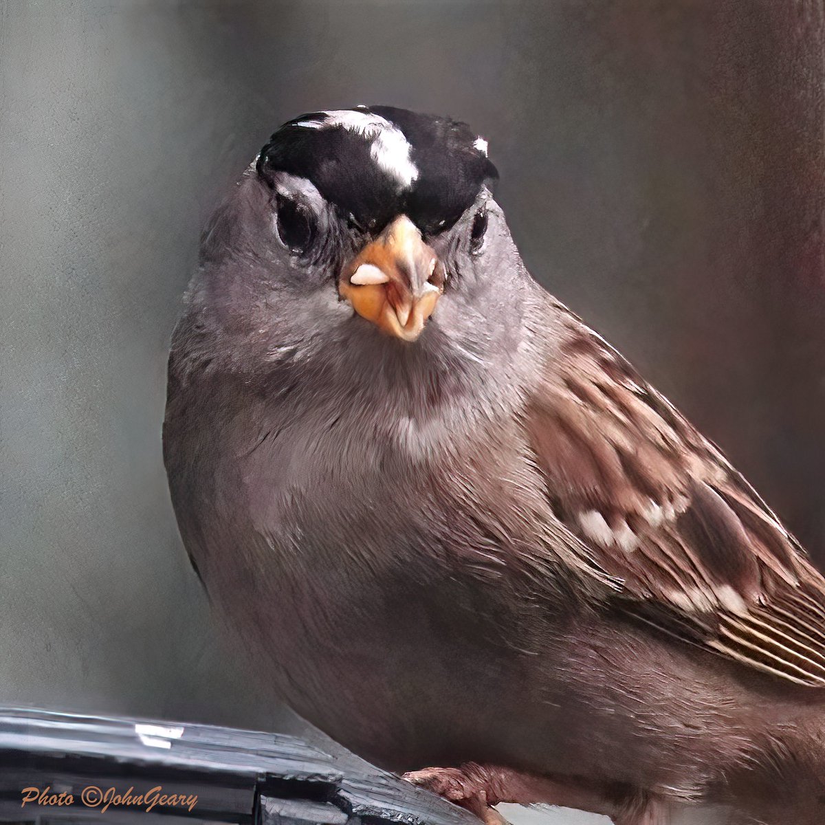 BirdPaddler's tweet photo. #Flickers &amp; #finches &amp; #sparrows, oh my! It's #FlyDay Friday!
The #goldfinches are back in our #Vancouver yard this week, joined by house finches, white-crowned sparrows &amp; northern flickers! #BCBirds #BirdingBC #Birdwatching #BirdFeeding #FlydayFridays #finches #vancouverbirds https://t.co/U2XFfx6tul