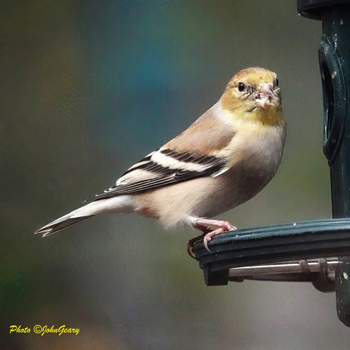 BirdPaddler's tweet photo. #Flickers &amp; #finches &amp; #sparrows, oh my! It's #FlyDay Friday!
The #goldfinches are back in our #Vancouver yard this week, joined by house finches, white-crowned sparrows &amp; northern flickers! #BCBirds #BirdingBC #Birdwatching #BirdFeeding #FlydayFridays #finches #vancouverbirds https://t.co/U2XFfx6tul