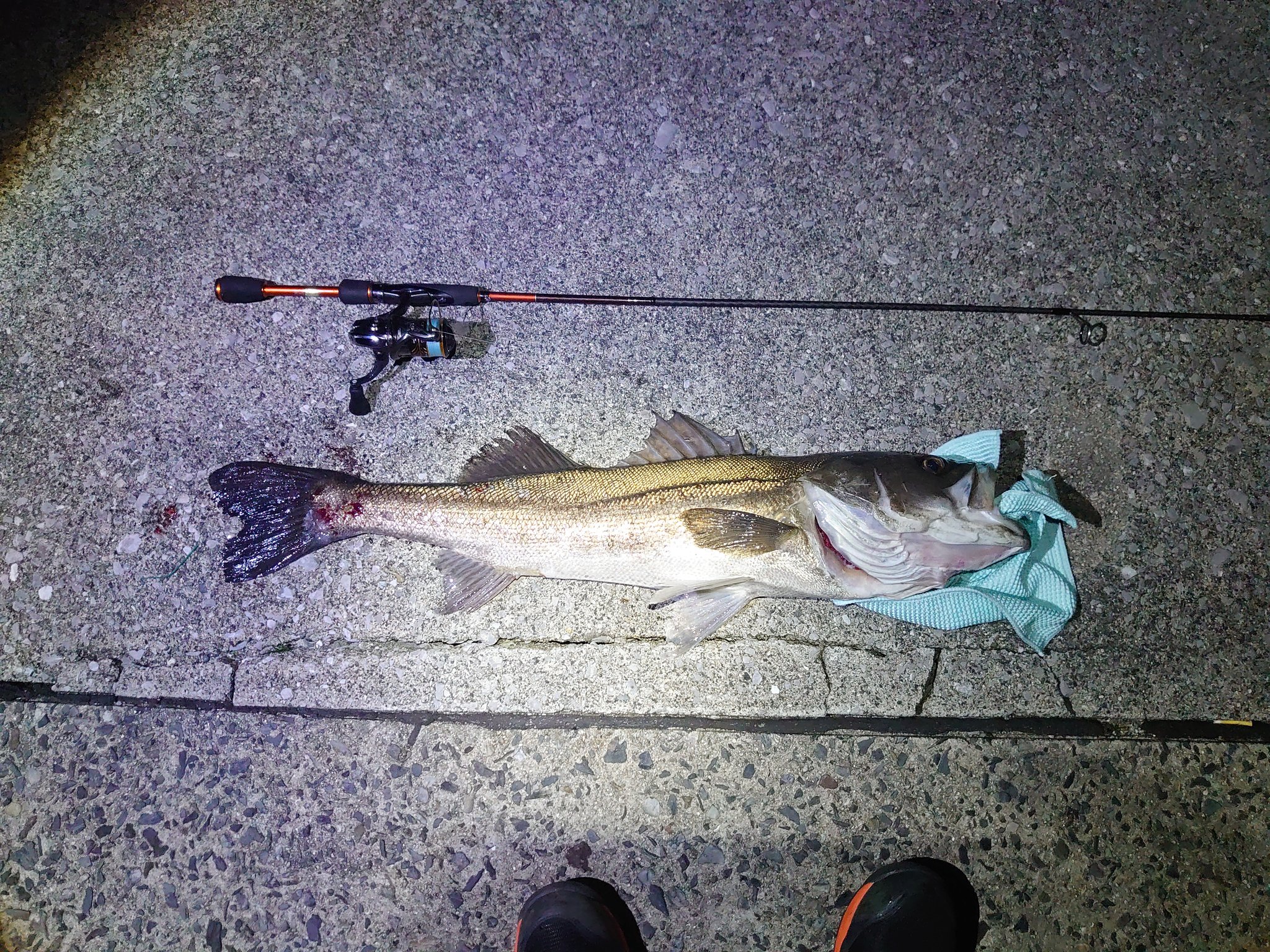 تويتر かんばんしゃちょー على تويتر メバルロッドでシーバス釣れました アジ狙いだったんですけど まさかの大物でした T Co Skpatfgvzl