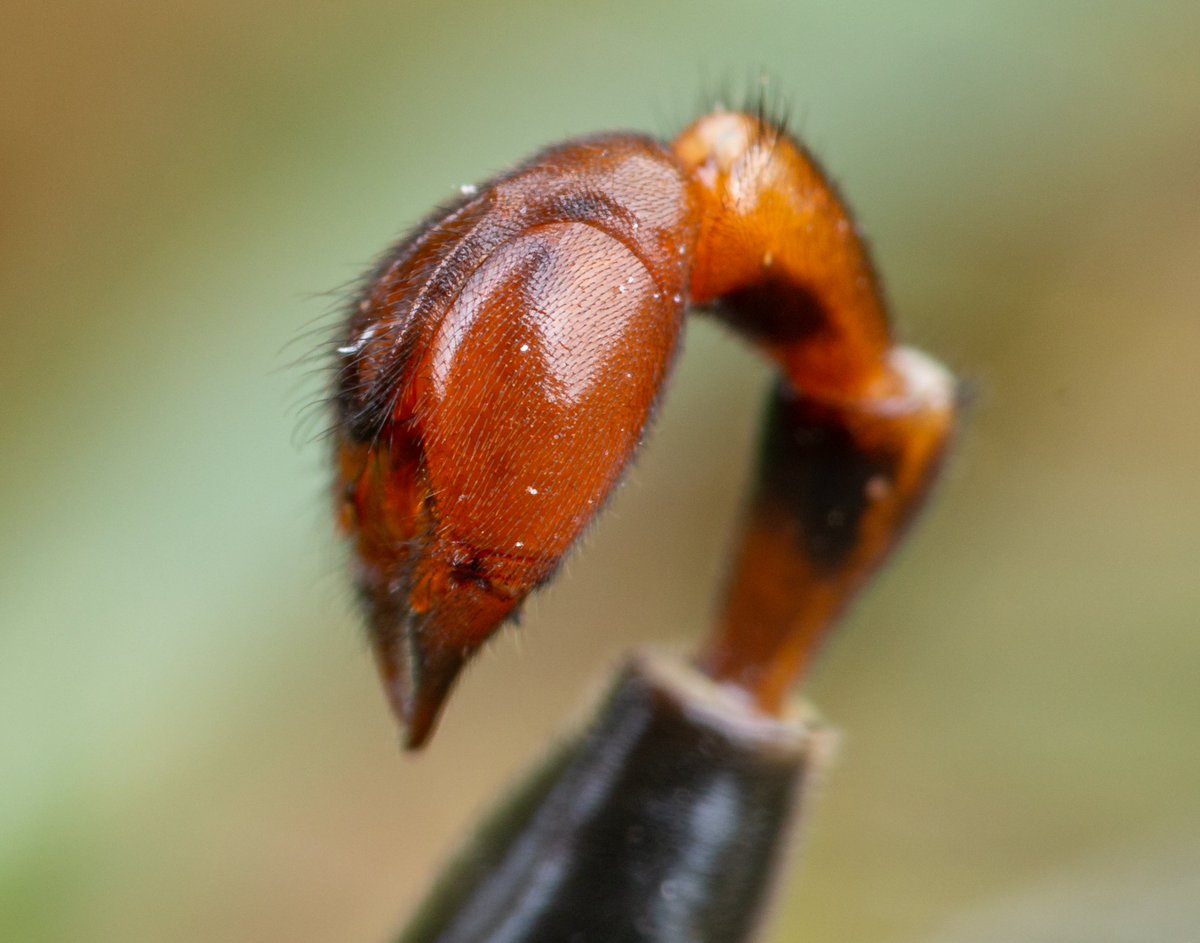 DrJittebug's tweet photo. #InvertebuttWeek #Invertebutt https://t.co/vTxIDEaE7n