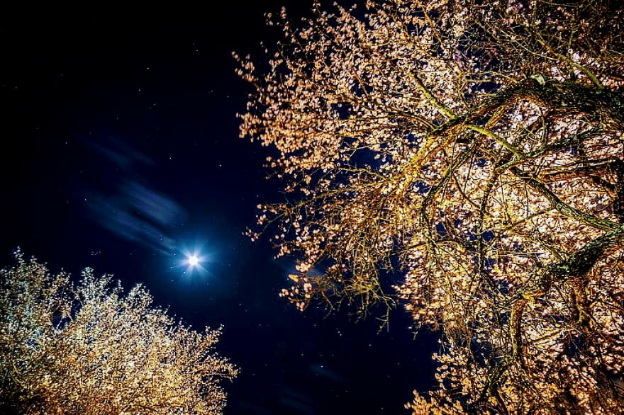 Луна сквозь деревья. Дерево ночью. Звездное небо сквозь деревья. Красивое дерева ночью. Ночное небо с деревьями.