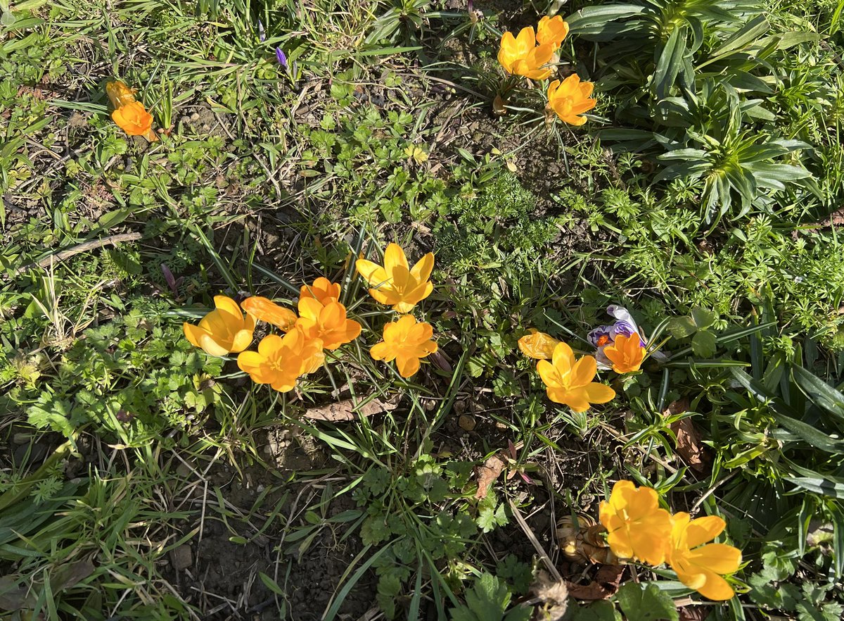MarinoLiving's tweet photo. and here are our crocus - ready to greet the bees as they come out of hibernation #pollinatorplan https://t.co/xZFSQh0OsK