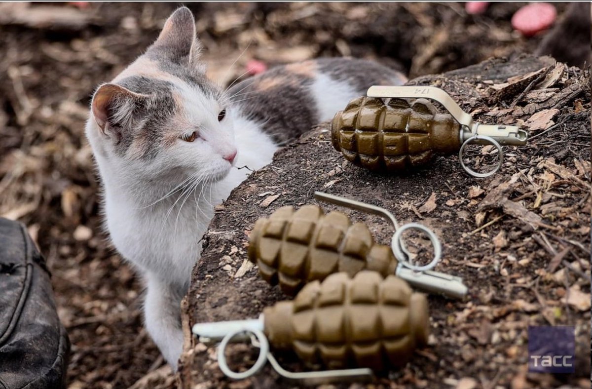 SkankworksAgile's tweet photo. #RussianCat; "I could pull the pin out with my teeth and, if I can get close enough, nade the nazis by giving it a good kick with my back legs, za podedy"
#FTW https://t.co/XzJFBjyfUE