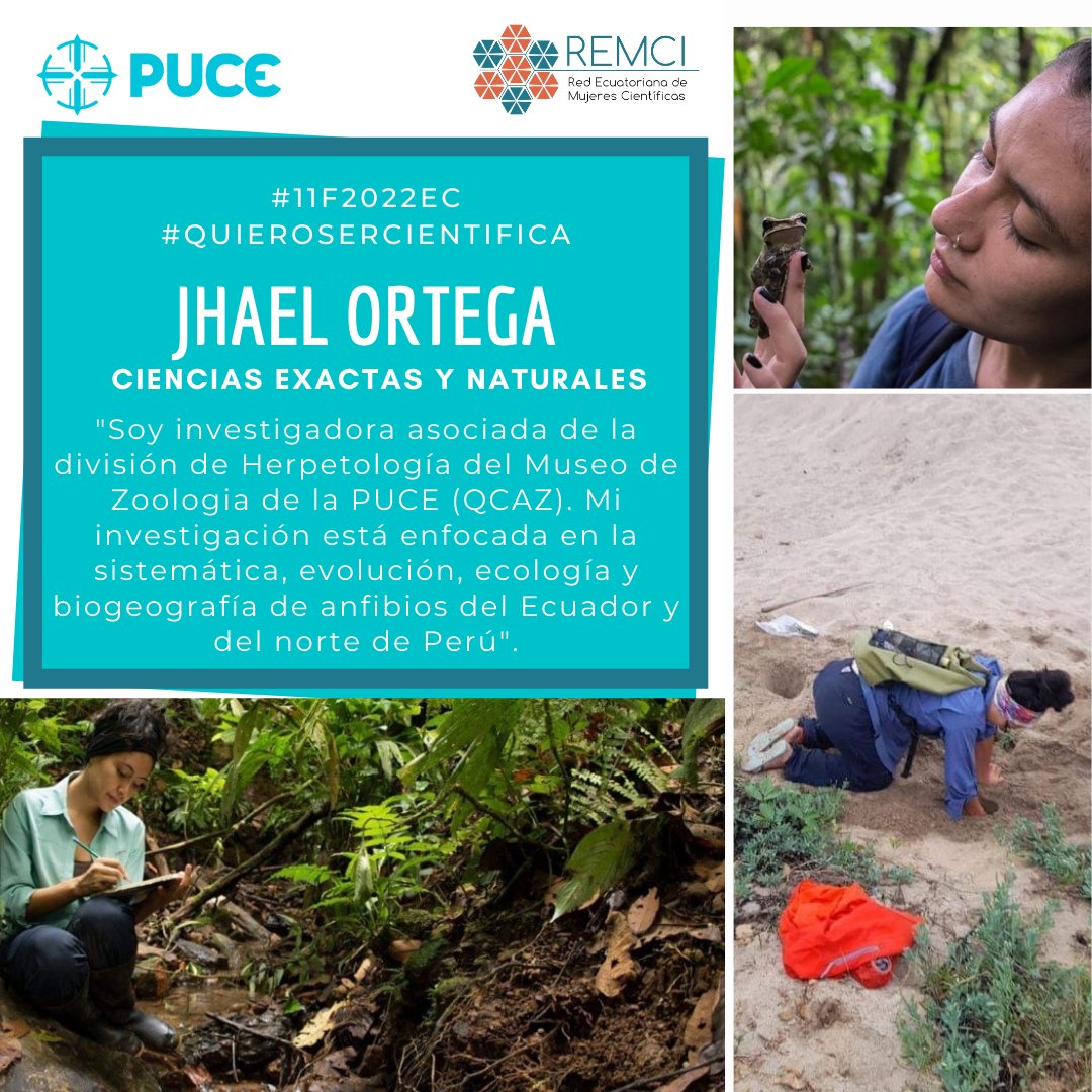 CientificasPUCE's tweet photo. #Hoy: Jhael Ortega colabora con la división de anfibios del Museo QCAZ de @cienciapuce desde el inicio de su carrera, donde trabaja como investigadora asociada. Su interés científico abarca la sistemática, evolución, ecología y biogeografía de 🐸 de Ecuador y N de Perú 👩🏻‍💻🏕🔬🧬 https://t.co/Hau73Xxr5g