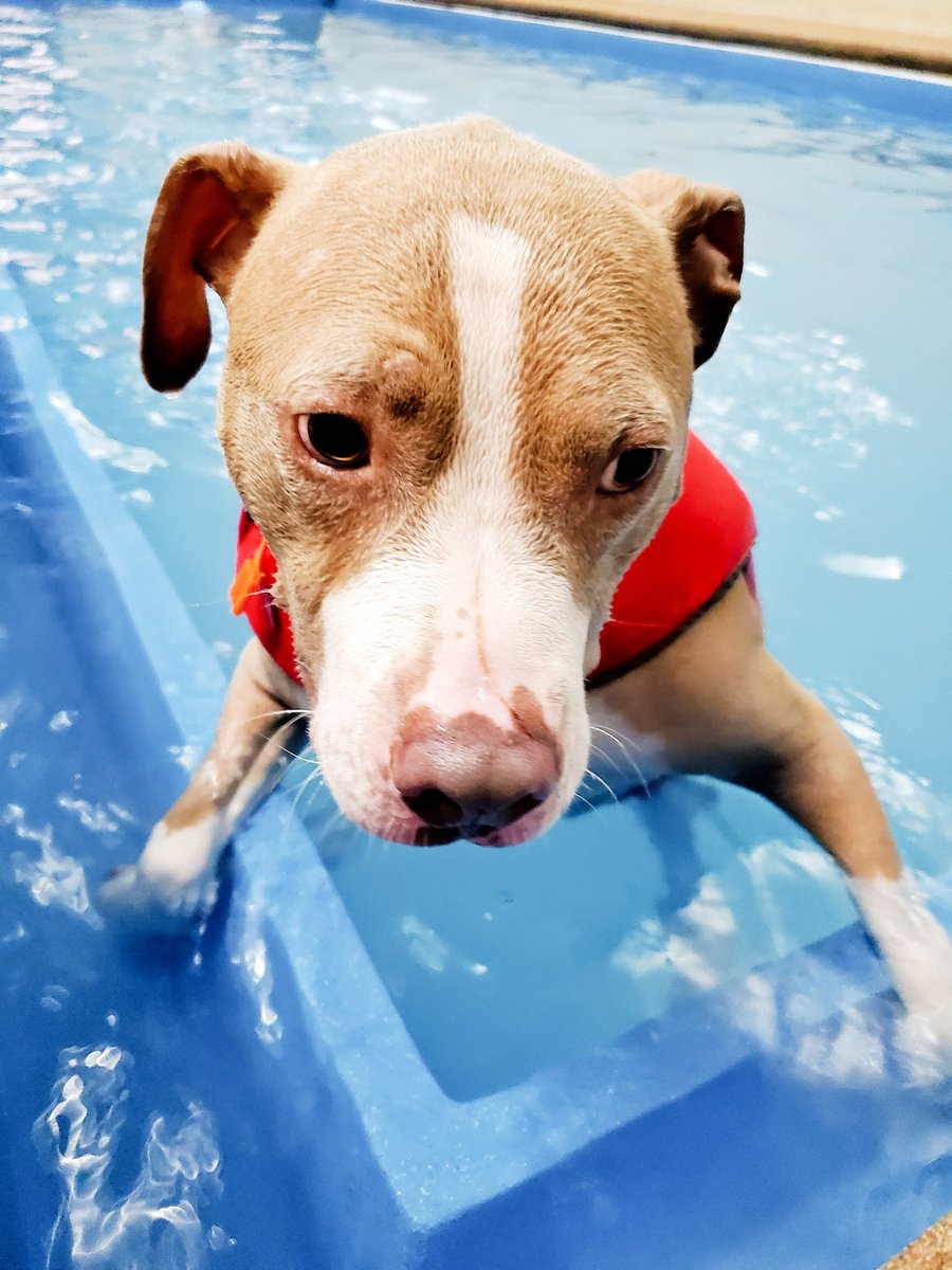 pittielicious's tweet photo. Pool day 💦💙 #merdog #pittielicious_leo #dogsoftwitter #twitterdogcommunity #swimmingdog #poolside https://t.co/anf3SZndnM