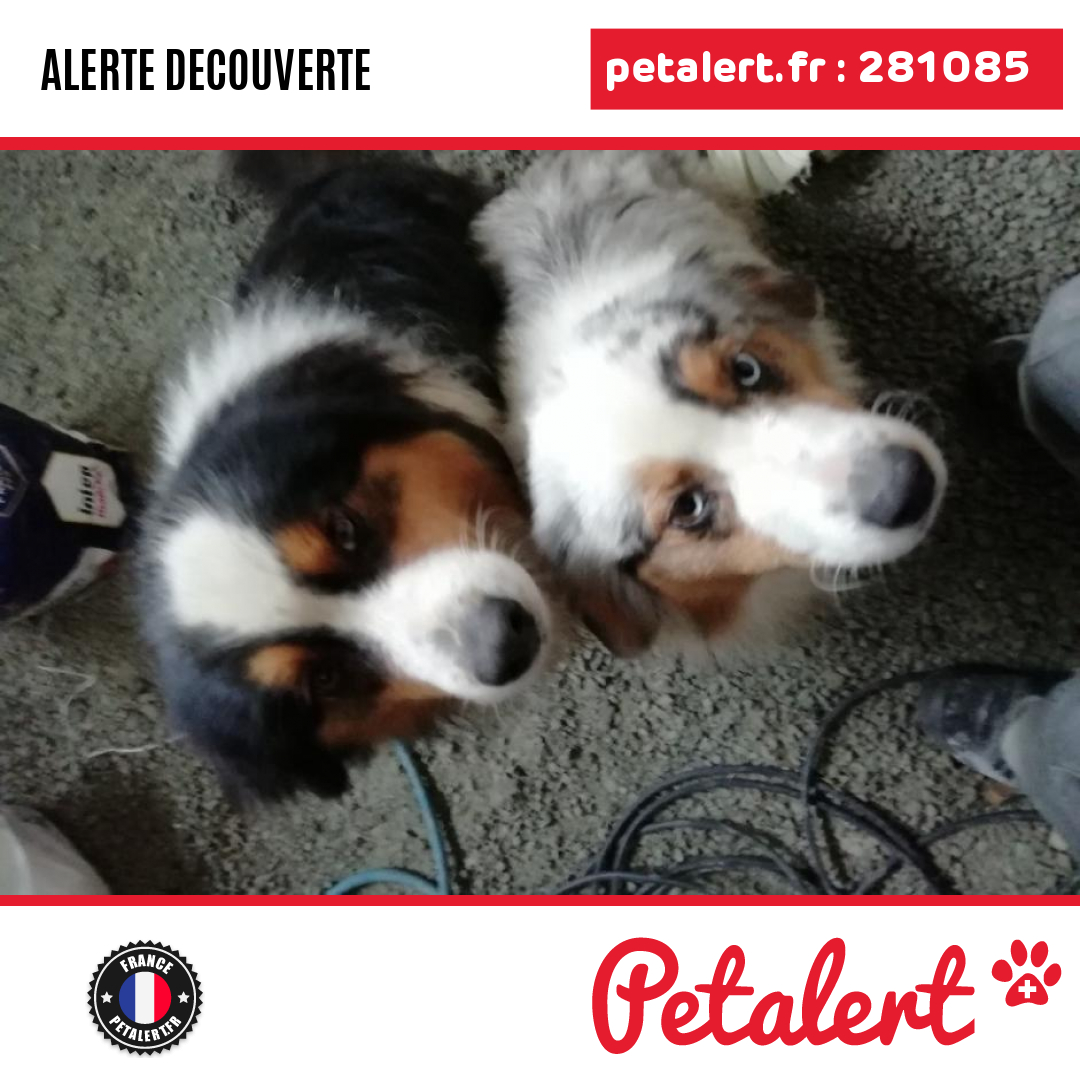 petalert_france's tweet photo. Trouvé #Chien #DeuxSevres #Menigoute #Petalert #PetAlert79 / https://t.co/MY0yJOzpzE https://t.co/CYQEVGrfOh
