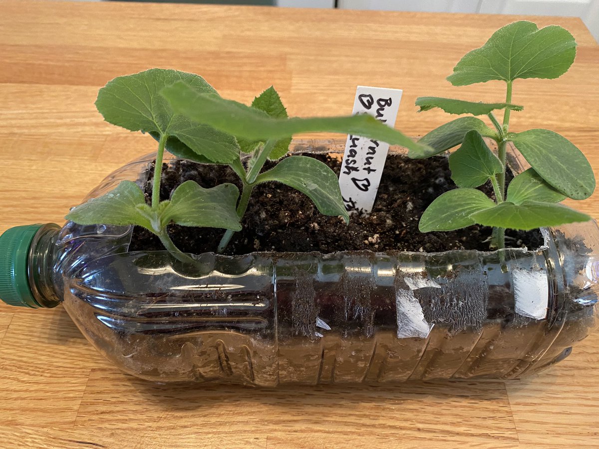 samallum2020's tweet photo. Butternut Squash are blooming:)
#beginnergardener #butternutsquash #seeds #recycling #growyourownvegetables #growyourownfood #growyourownfruit #Happiness #hearthealth #HealthyFood #healthylifestyle https://t.co/TXvqNJaGPo