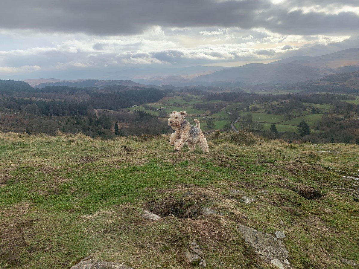 My Alfie enjoying life . He never fails to cheer me up even when the rest of the world is falling to bits.