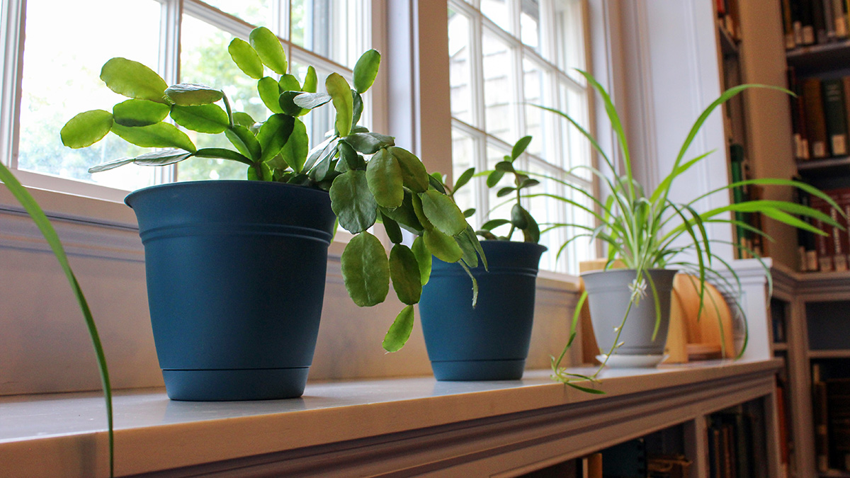 The library plants are enjoying the afternoon sun