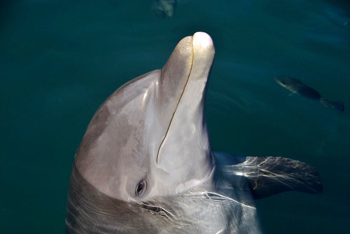 Zoos and Aquariums American Humane American Humane