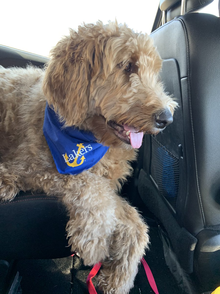 booms_kat's tweet photo. @LitsaStevens Ms Lilly is always up for a good road trip https://t.co/TiXSYT4Zuh