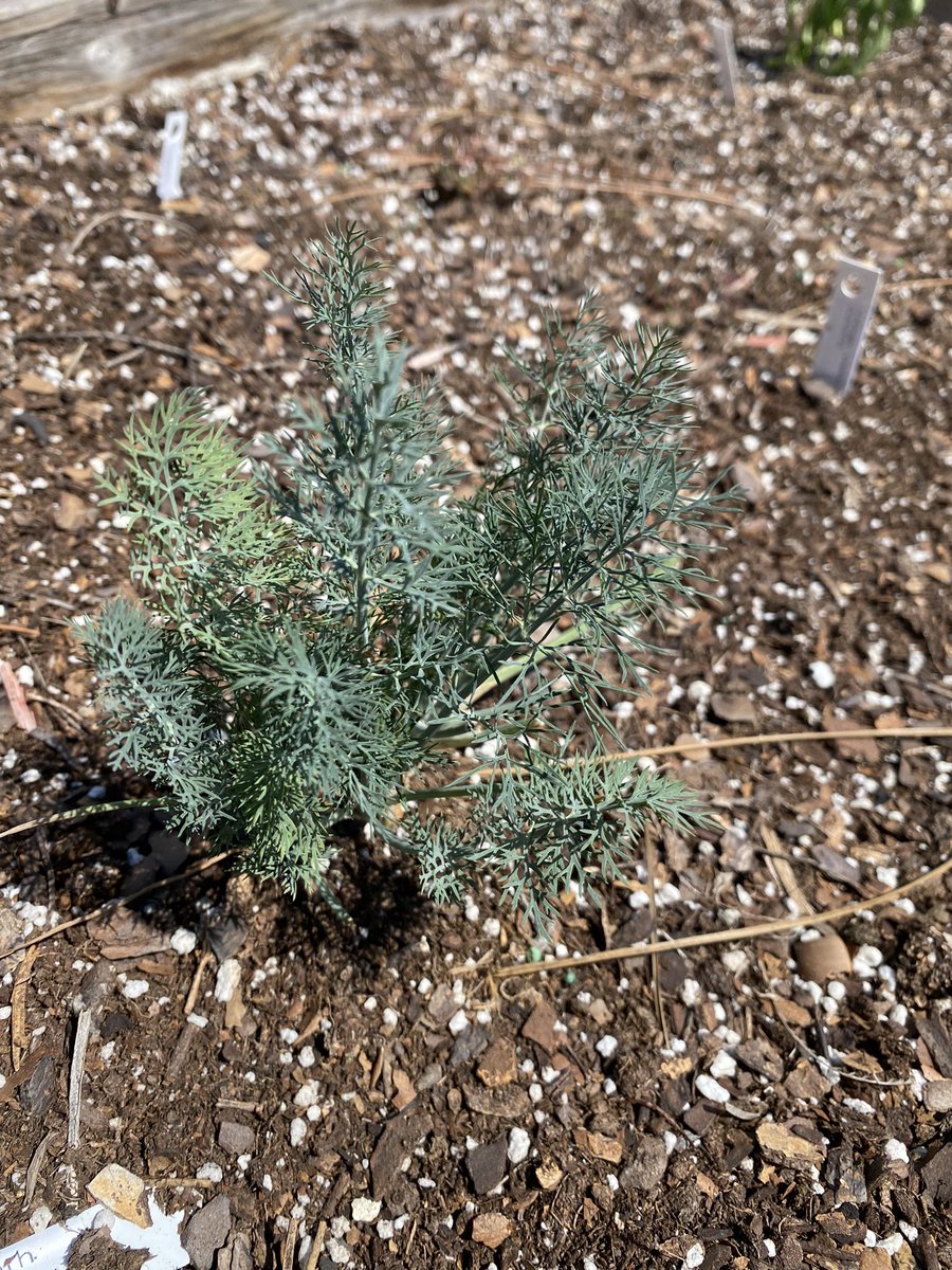 ArellanoPES's tweet photo. Our LIM Garden Club has done a tremendous job planting and maintaining our garden. We are now beginning to see the fruits of our labor. @NPESharks #sharktastic https://t.co/iF7hwRK4PJ