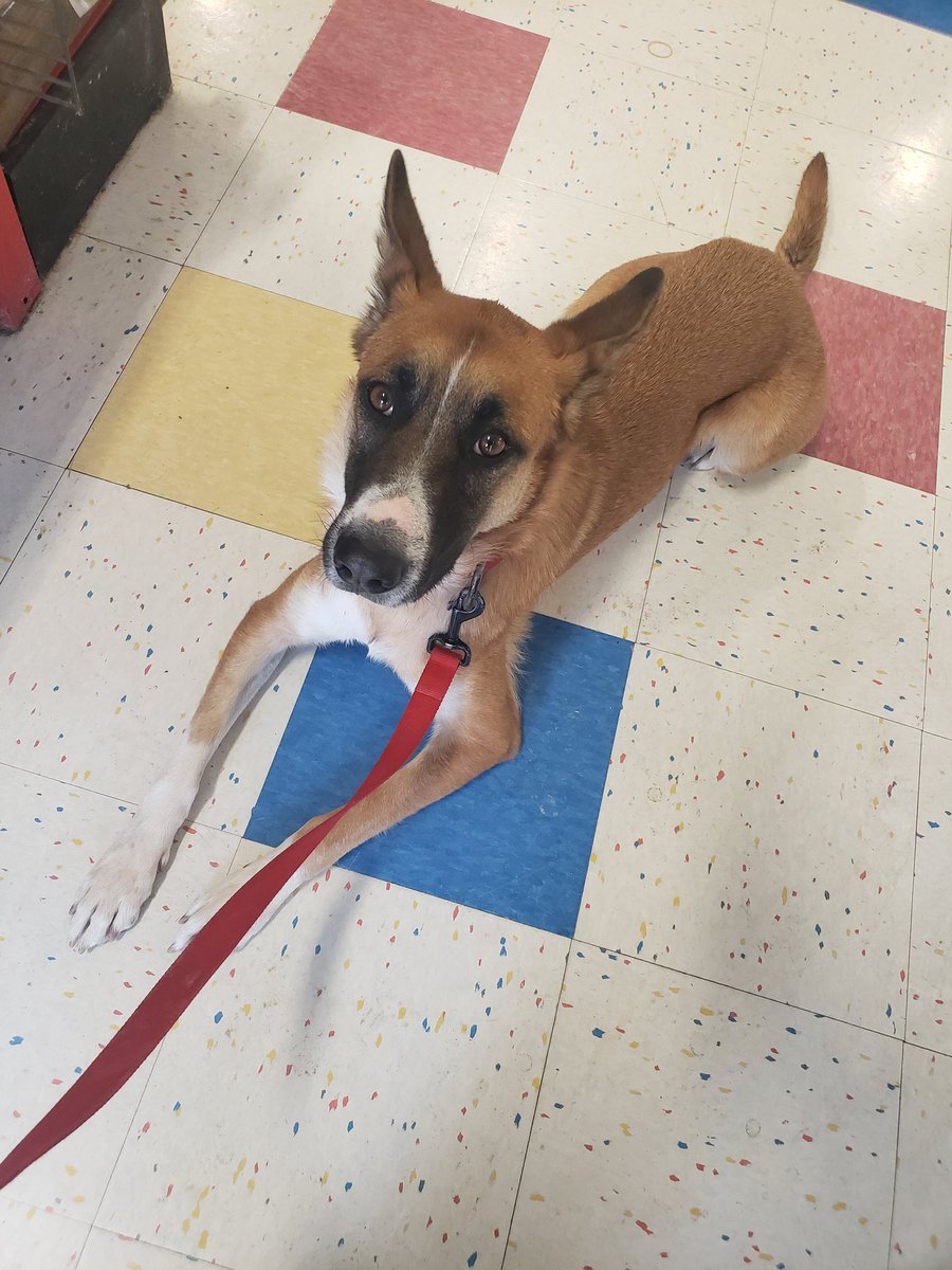 WalmartMalinois's tweet photo. Dear dog community,

If you are not black or mixed black, the N word or any variations do not belong in your mouth. So many of y'all will be nice to your black decoys and trainers and throw around that word behind their backs. 

Signed, 
A black handler
#twitterdogcommunity https://t.co/Giq5Ro1alJ