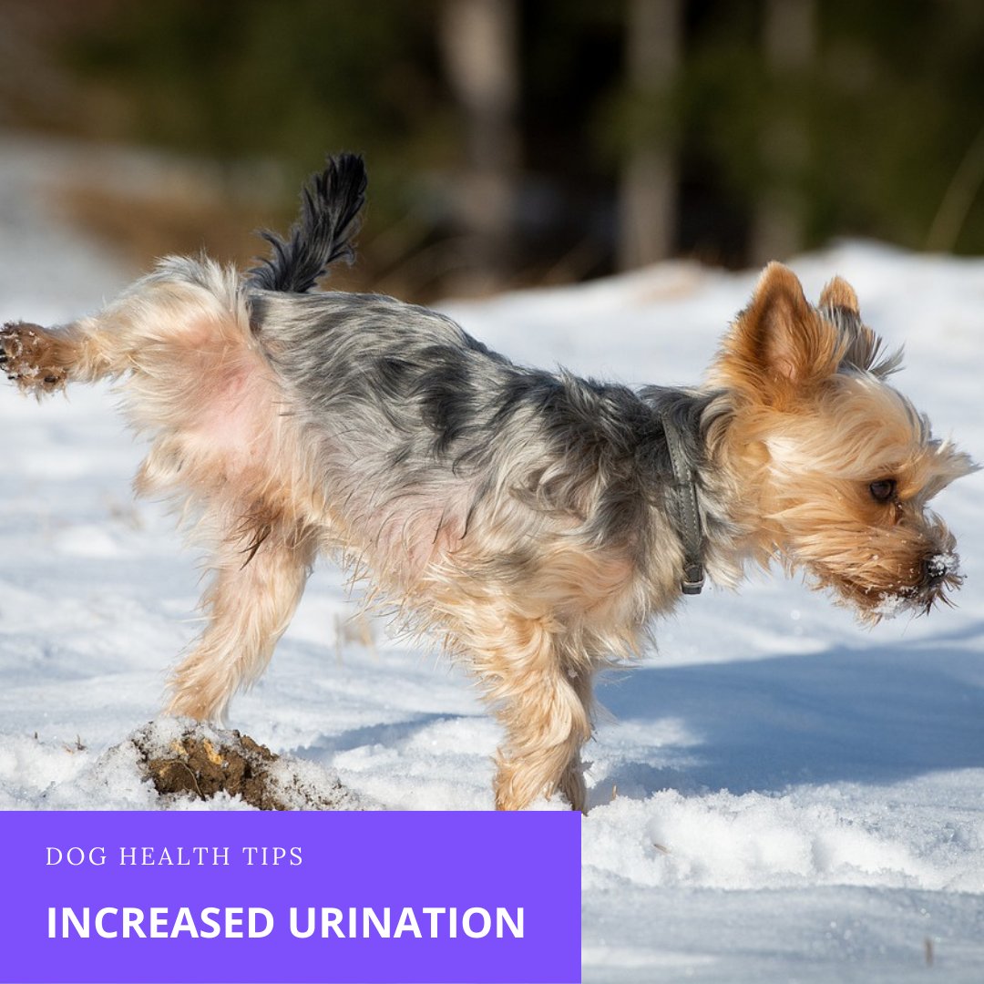 Acutely_'s tweet photo. Is your dog asking to go outside more than usual? Are they waking you up during the night to go pee? Learn more about increased urination in #dogs and what signs to watch out for: https://t.co/aN8sLQrn7k 

#doghealth #pethealth #dog #pets https://t.co/HanbiZSupW
