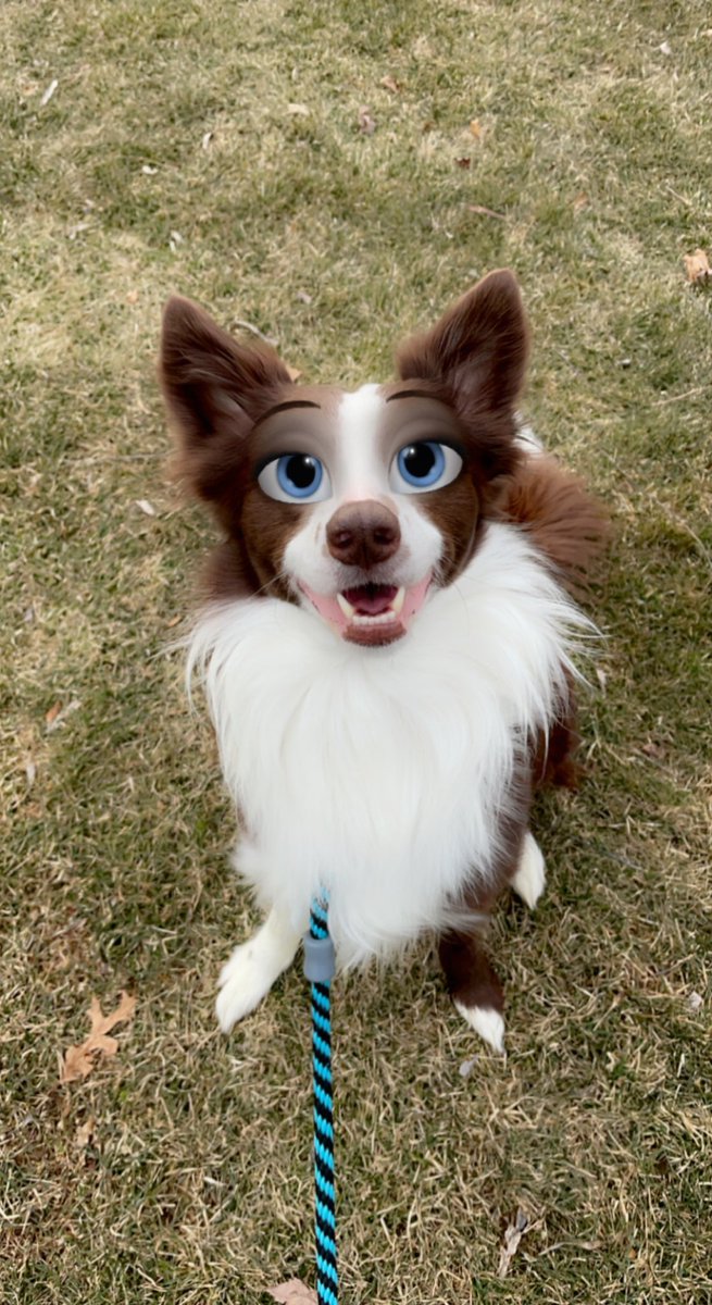 I can’t even handle how cute cartoon Trek is 🥰❤️

#twitterdogcommunity #cartoon #dogs