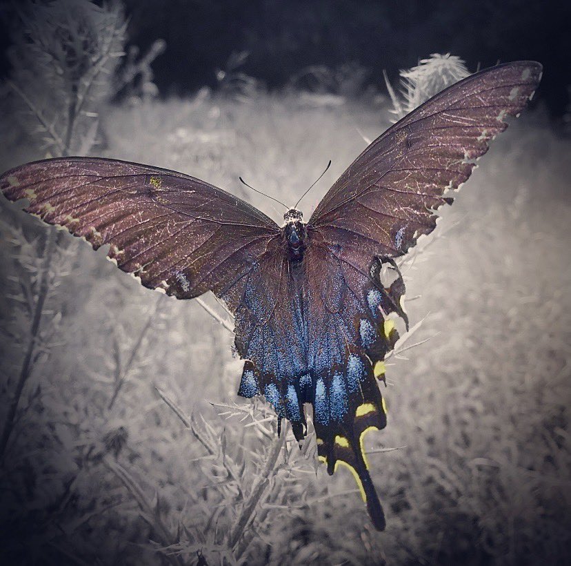 JanusProjectNFT's tweet image. Damage. 

#StandWithUkraine️