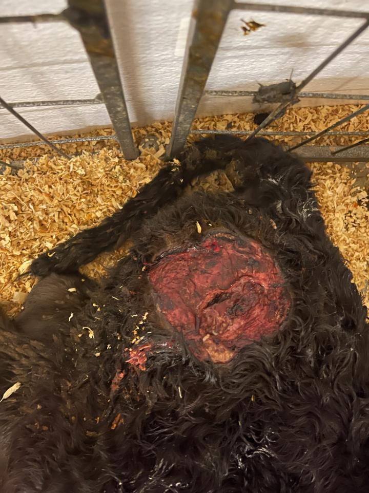 PSA: Every time you see a coyote...kill it