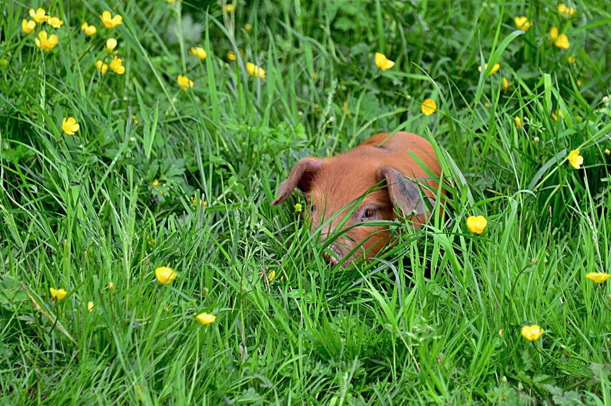 OxfordPig's tweet photo. PIG FACT
At birth, the small intestine of a piglet is approximately: 2mtrs long and has a capacity of 72ml.
Photo: Sue Bernhard - Smith
#Pigfact #ExploreOSBPigs #GoNative #Pigknowledge #Piglet #Pigshealth #Knowyourpigs https://t.co/9qGxzgXigs