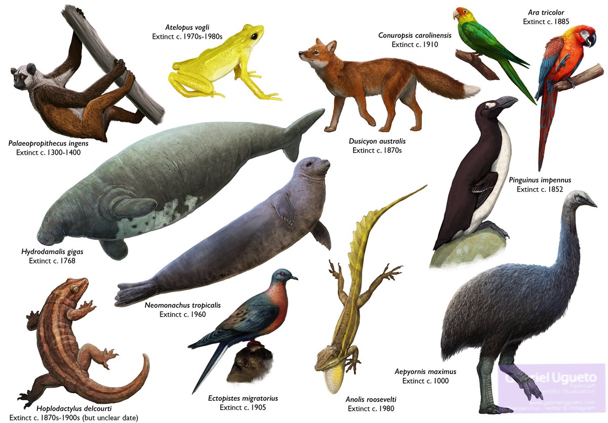 SerpenIllus's tweet photo. Some animals extinct in recent historic times due to human impact https://t.co/d2lADZ4bML