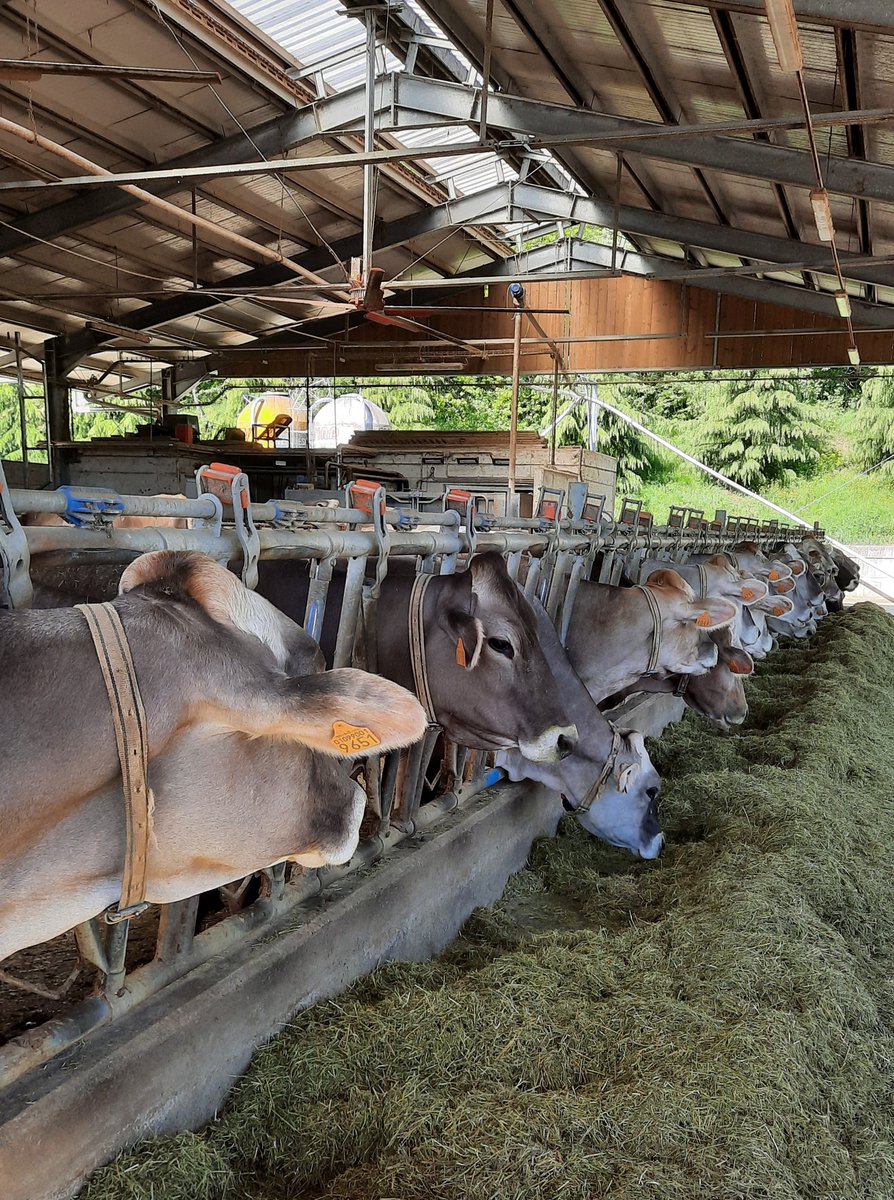 Programma weekend #Beigua: 
🐂🧀 Cammini di biodiversità: dal latte al formaggio, passeggiata agricola da <a href="/AziendaLavage/">Azienda Agricola Lavagè</a> #GustosiperNatura
📆 sabato 5/3 pomeriggio 
📍Rossiglione
ℹ️ prenotazione parcobeigua.it/man_dettaglio.… 1/2