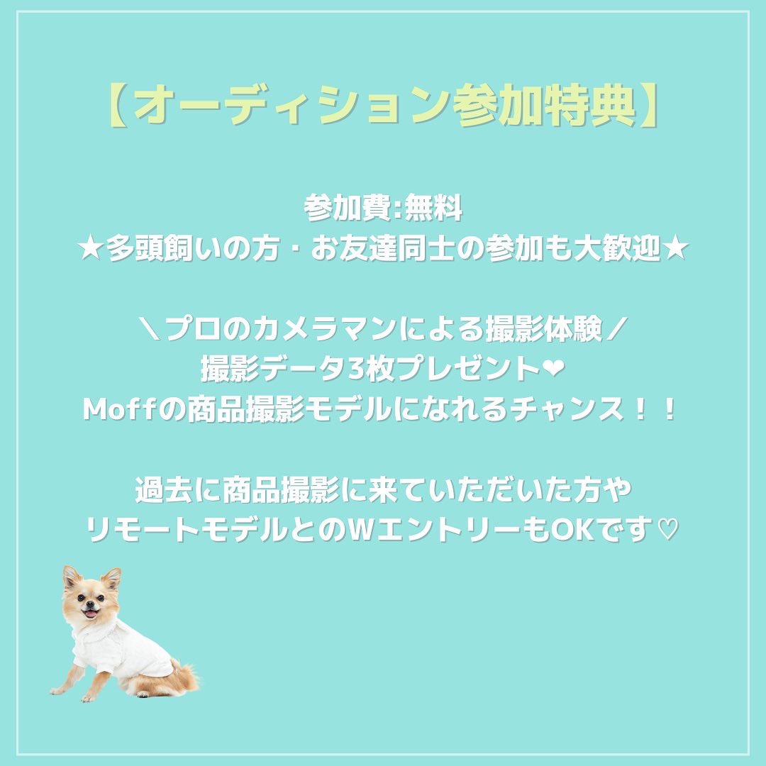 モデル犬募集 Twitter Search Twitter