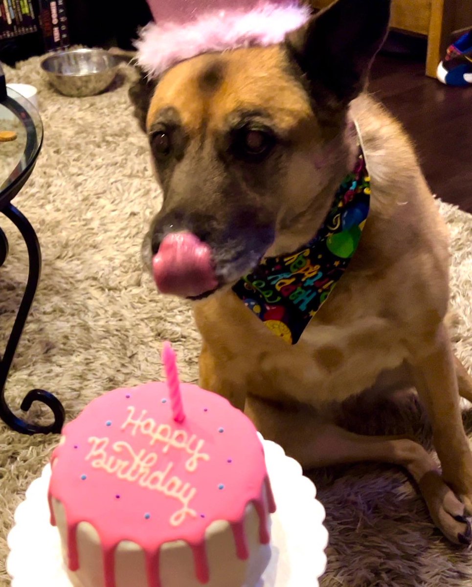 Bryan_Kluger's tweet photo. Birthday Bug-Dog. #bugdogfriday #bugdog https://t.co/YlSDGDFsuu